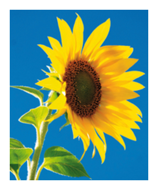 Emotion Mini Sonnenblume 6.5x8cm 