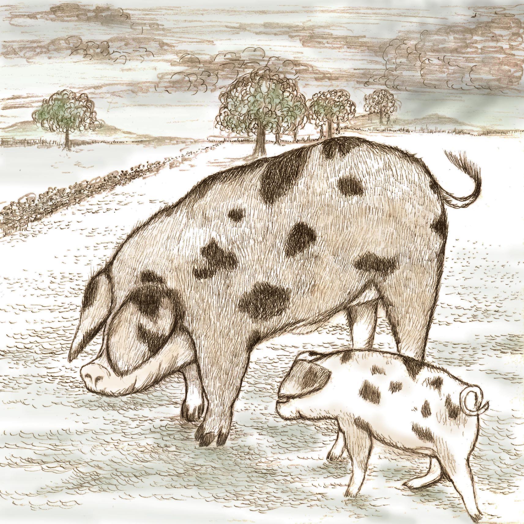 Pigs Greeting Card TW11
