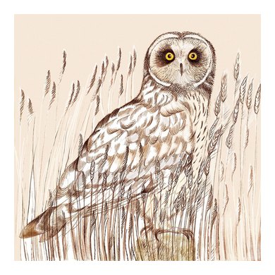 Short Earred Owl Greeting Card TW19