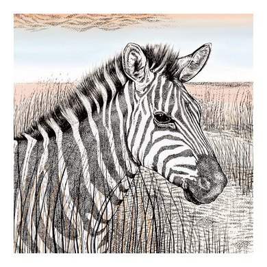 Zebra Greeting Card TW47