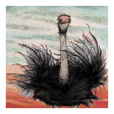 Ostrich Greeting Card TW87