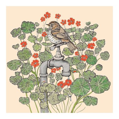 Song Thrush and Nasturtiums Greeting Card TW123