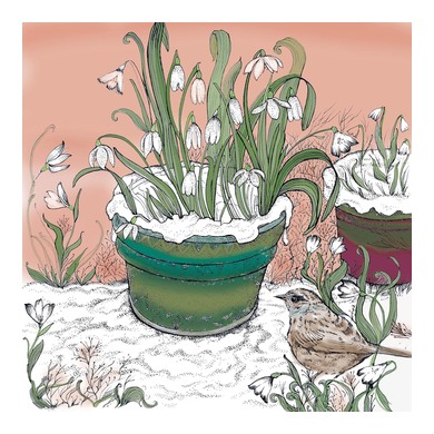 Dunnock and Snowdrops Greeting Card TW149