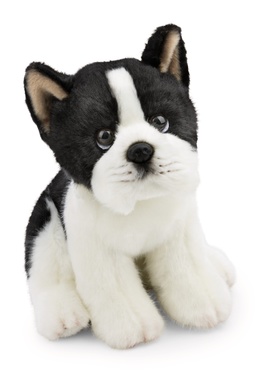 Boston terrier 20cm 