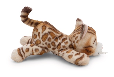 Magnicis Katze Bengal 